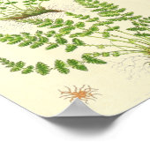 Woodsia Fern Poster (Hoek)
