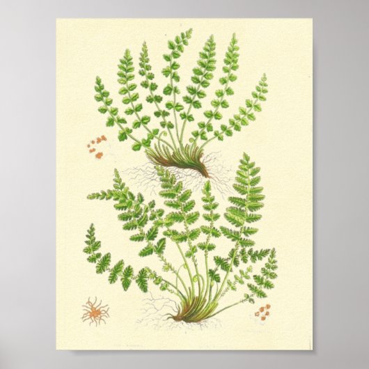Woodsia Fern Poster (Voorkant)