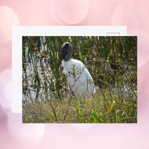 Woodstork Florida Wetlands Foto Briefkaart