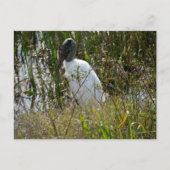 Woodstork Florida Wetlands Foto Briefkaart (Voorkant)