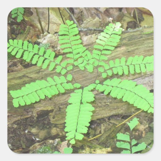 Woodsy Fern Sticker (Voorkant)