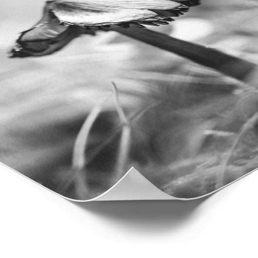 Woodsy Mushroom Black and White Nature Archival Poster (Hoek)