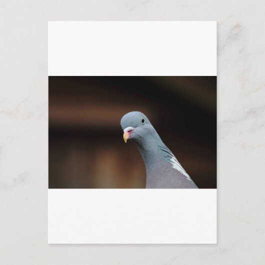 Woody-houtduif Briefkaart (Voorkant)