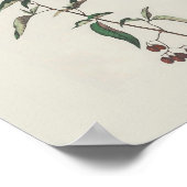 Woody Nightshade Poster (Hoek)