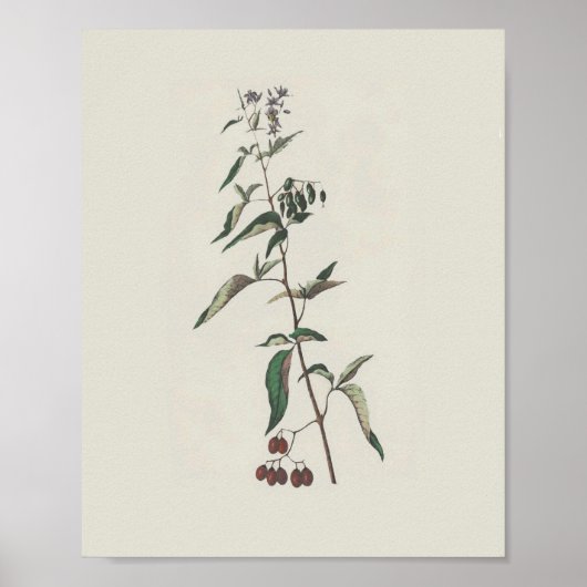 Woody Nightshade Poster (Voorkant)