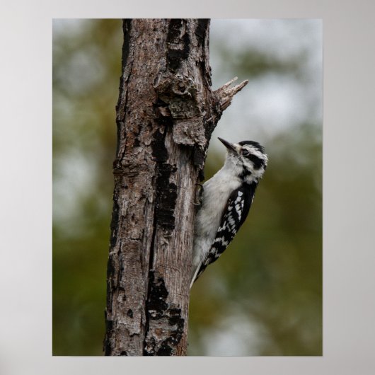 Woody Poster (Voorkant)