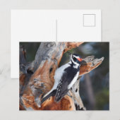 "Woody Woodpecker" in het Nationaal Park Rocky Mou Briefkaart (Voorkant / Achterkant)