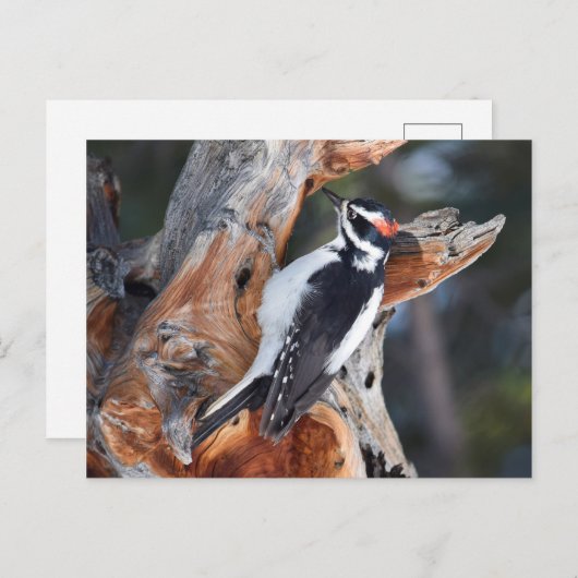 "Woody Woodpecker" in het Nationaal Park Rocky Mou Briefkaart (Voorkant / Achterkant)