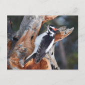 "Woody Woodpecker" in het Nationaal Park Rocky Mou Briefkaart (Voorkant)
