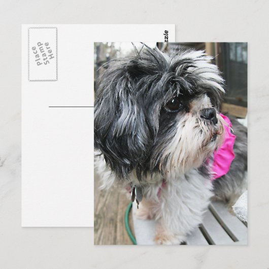 WOOF! BRIEFKAART (Voorkant / Achterkant)