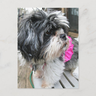 WOOF! BRIEFKAART