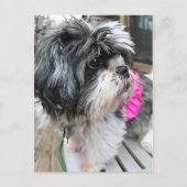 WOOF! BRIEFKAART (Voorkant)