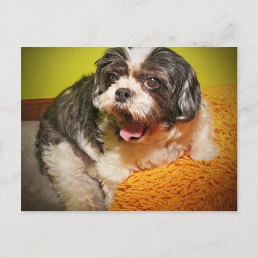 WOOF! BRIEFKAART (Voorkant)