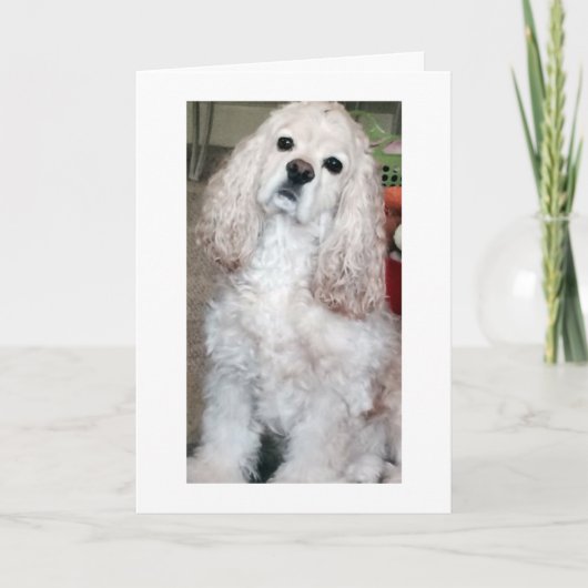 WOOF WOOF/HAPPY BIRTHDAY ZEGT COCKER SPANIEL KAART (Voorkant)