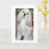 WOOF WOOF/HAPPY BIRTHDAY ZEGT COCKER SPANIEL KAART (Gele Bloem)