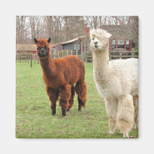 Wooly Alpacas ~ magnet