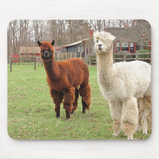 Wooly Alpacas ~ mousepad Muismat (Voorkant)