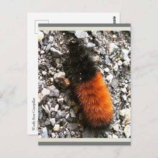 Wooly Beer Caterpijler Briefkaart (Voorkant / Achterkant)