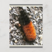 Wooly Beer Caterpijler Briefkaart (Voorkant)