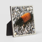 Wooly Beer Caterpijler Fotoplaat (Voorkant)