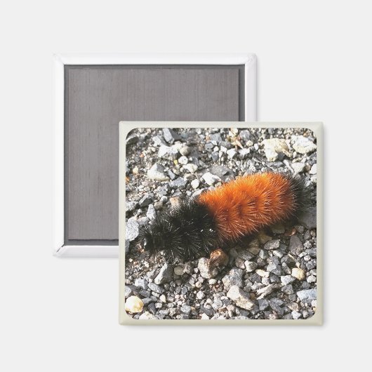 Wooly Beer Caterpijler Magneet (Voorkant / Achterkant)