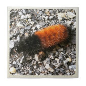 Wooly Beer Caterpijler Tegeltje (Voorkant)