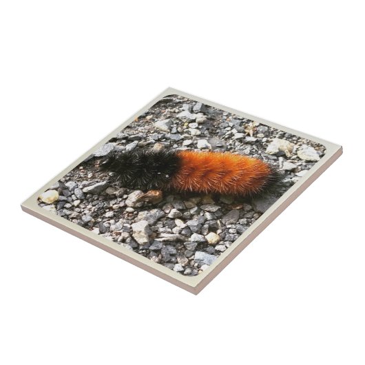 Wooly Beer Caterpijler Tegeltje (Zijkant)