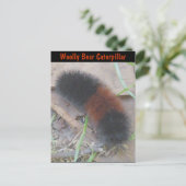 Wooly Beer Caterstrand Briefkaart (Staand voorkant)