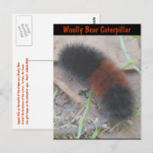 Wooly Beer Caterstrand Briefkaart (Voorkant / Achterkant)