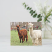 Wooly Llamas ~ briefkaart (Staand voorkant)
