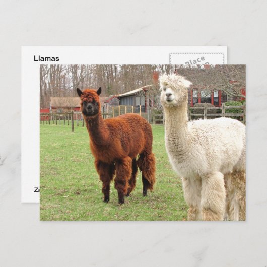 Wooly Llamas ~ briefkaart (Voorkant / Achterkant)
