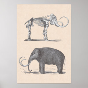Wooly Mammoth and Skeleton Prehistorische dieren Poster