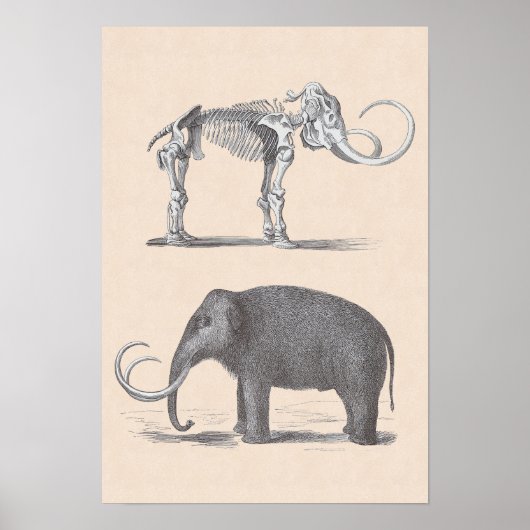 Wooly Mammoth and Skeleton Prehistorische dieren Poster (Voorkant)
