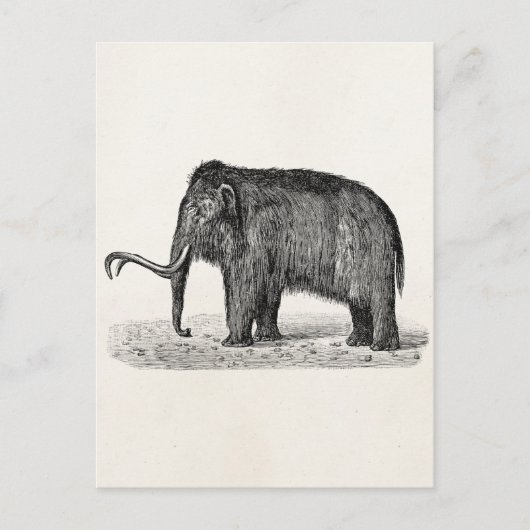  Wooly Mammoth Illustratie Wooly Mammoths Briefkaart (Voorkant)