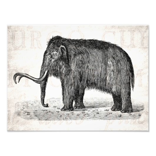  Wooly Mammoth Illustratie Wooly Mammoths Foto Afdruk (Voorkant)