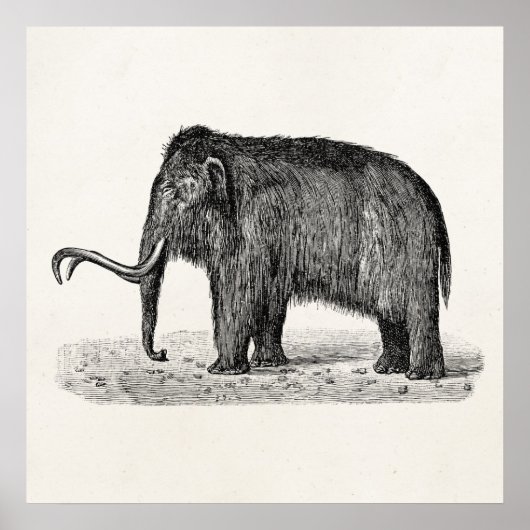  Wooly Mammoth Illustratie Wooly Mammoths Poster (Voorkant)