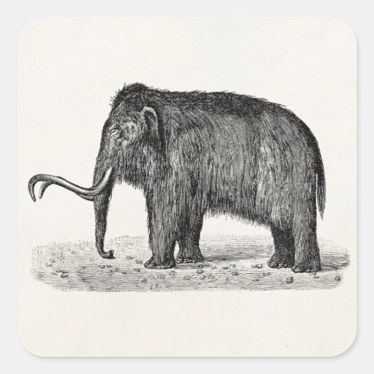 Wooly Mammoth Illustratie Wooly Mammoths Vierkante Sticker (Voorkant)