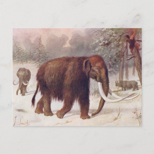 Wooly Mammoth Prehistorische Animal Antiek Print Briefkaart (Voorkant)