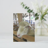 Wooly Sheep Briefkaart (Staand voorkant)