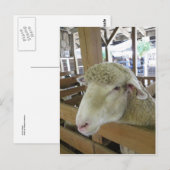 Wooly Sheep Briefkaart (Voorkant / Achterkant)
