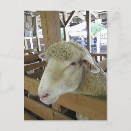 Wooly Sheep Briefkaart (Voorkant)