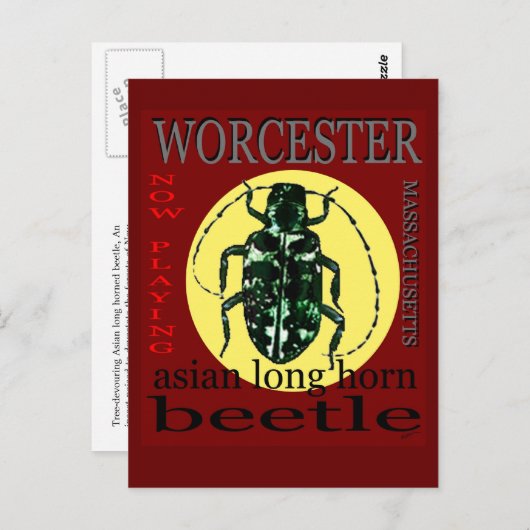 Worcester Long Horned kever Briefkaart (Voorkant / Achterkant)