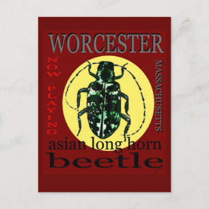 Worcester Long Horned kever Briefkaart