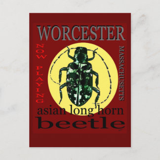 Worcester Long Horned kever Briefkaart