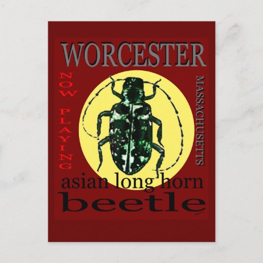 Worcester Long Horned kever Briefkaart (Voorkant)