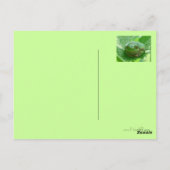 Word snel gezond - groene kikker met glimlach briefkaart (Achterkant)