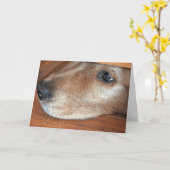 Word snel goed Golden Retriever gluren onder de de Kaart (Gele Bloem)