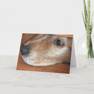 Word snel goed Golden Retriever gluren onder de de Kaart