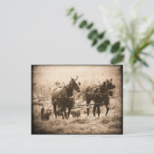 Working Amish Horses Sepia Briefkaart (Staand voorkant)