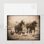 Working Amish Horses Sepia Briefkaart (Voorkant / Achterkant)